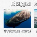 Отряд китообразные (Cetacea)